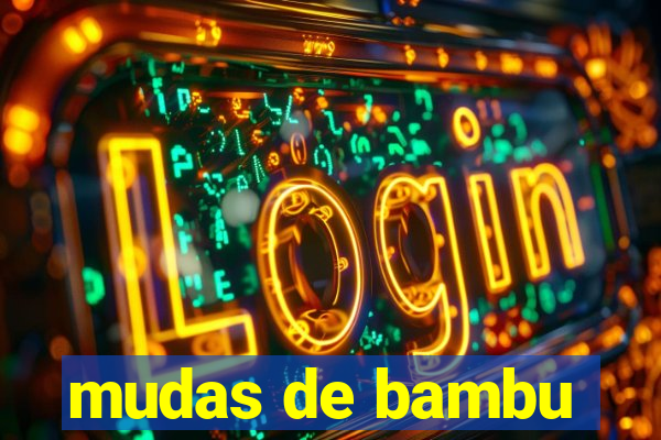 mudas de bambu